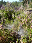 FZ020324 Rainbow on dew on spiderwebs in heather (Calluna vulgaris).jpg